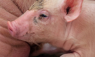 El agua de bebida: Vehículo eficaz en los tratamientos porcinos